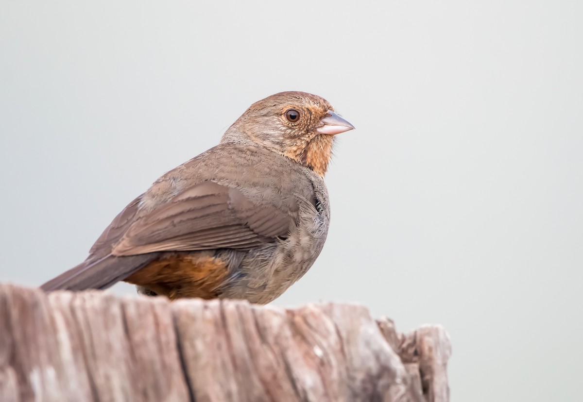 California Towhee - Braxton Landsman