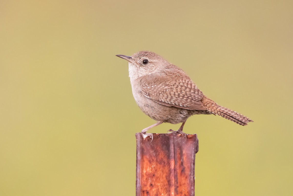 House Wren - Braxton Landsman