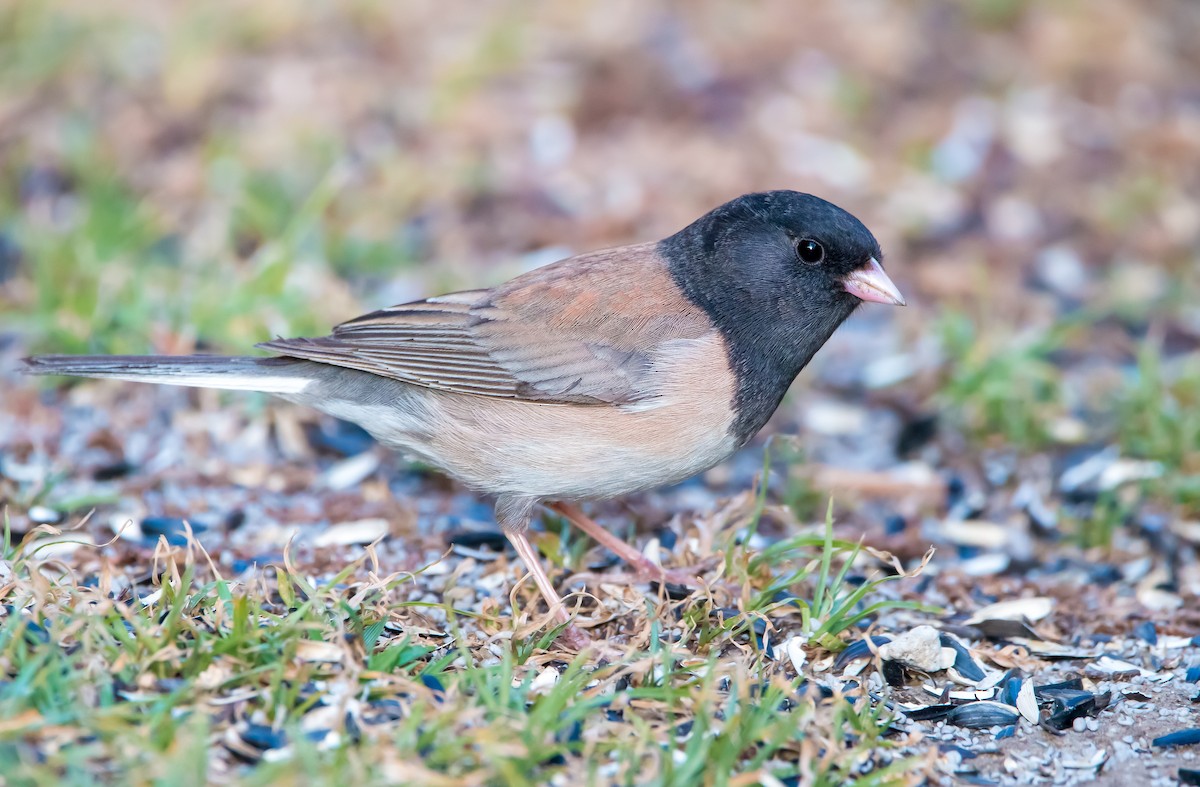 Junco ardoisé (groupe oreganus) - ML602230931