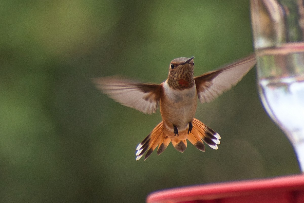 Rufous Hummingbird - ML602232571