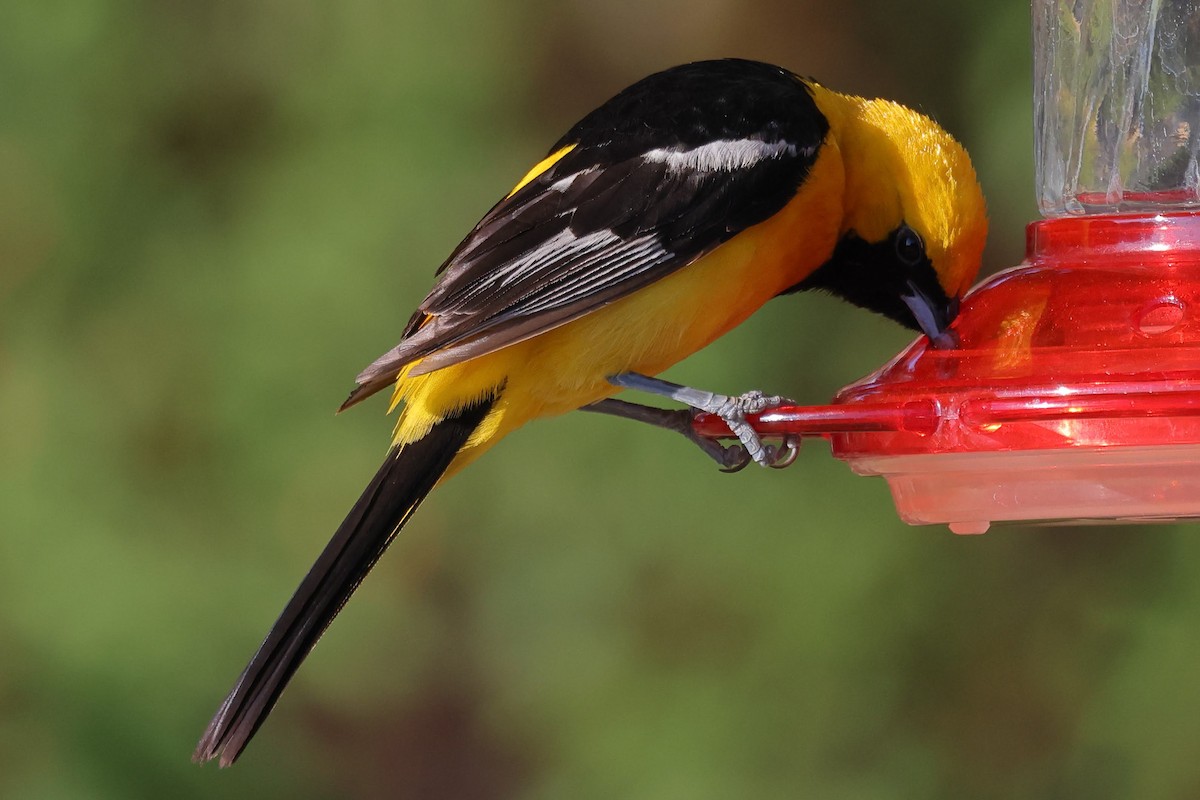 Hooded Oriole - Keith Leland