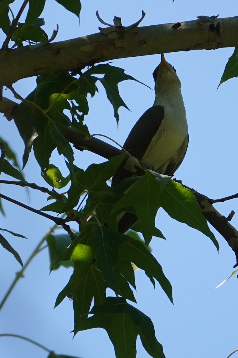 Yellow-billed Cuckoo - ML602233351