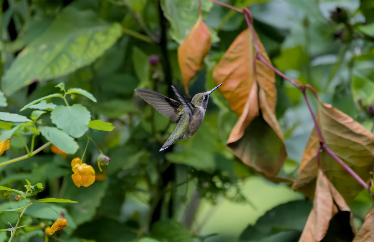 Ruby-throated Hummingbird - ML602233431