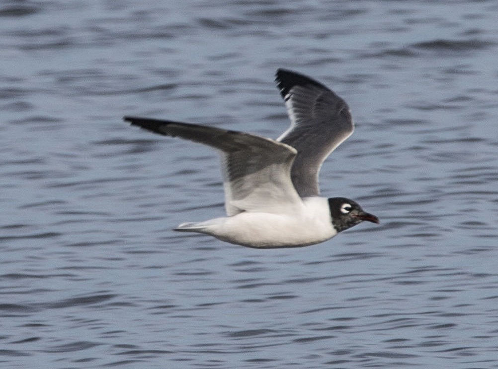 Franklin's Gull - Ed kendall