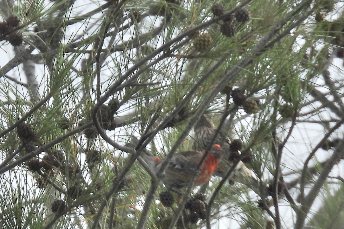 House Finch - ML602233641