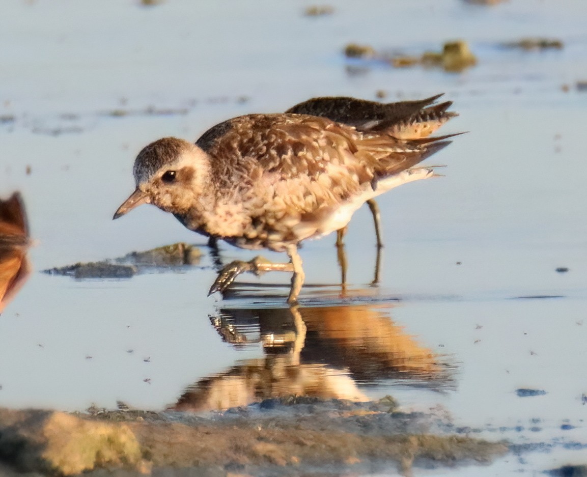 Black-bellied Plover - ML602234171