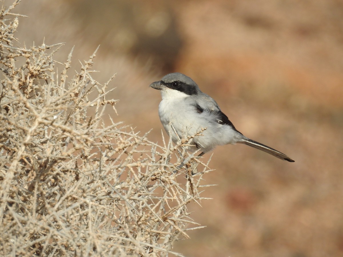 Great Gray Shrike - Jose luis Arriaza