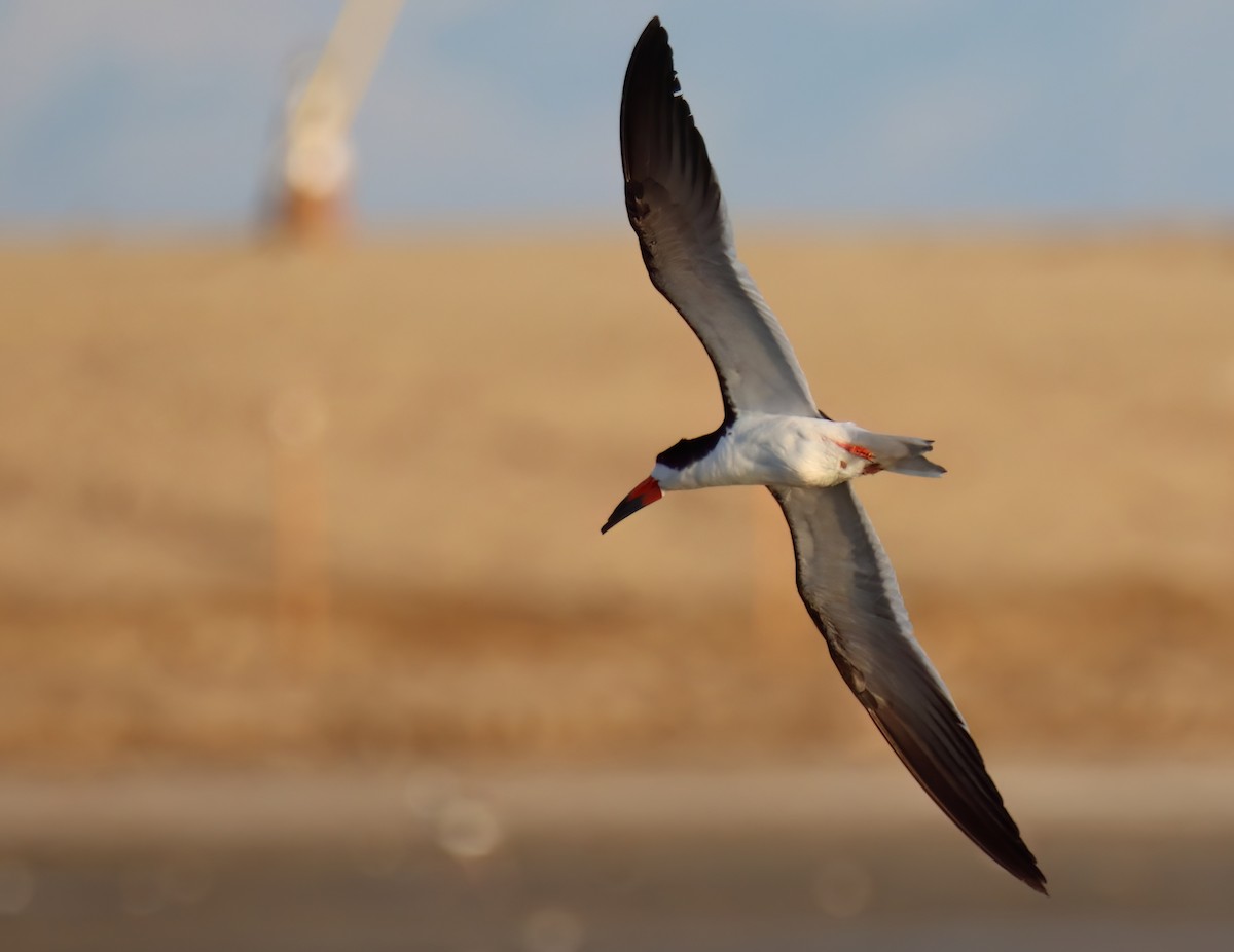 Black Skimmer - ML602234611