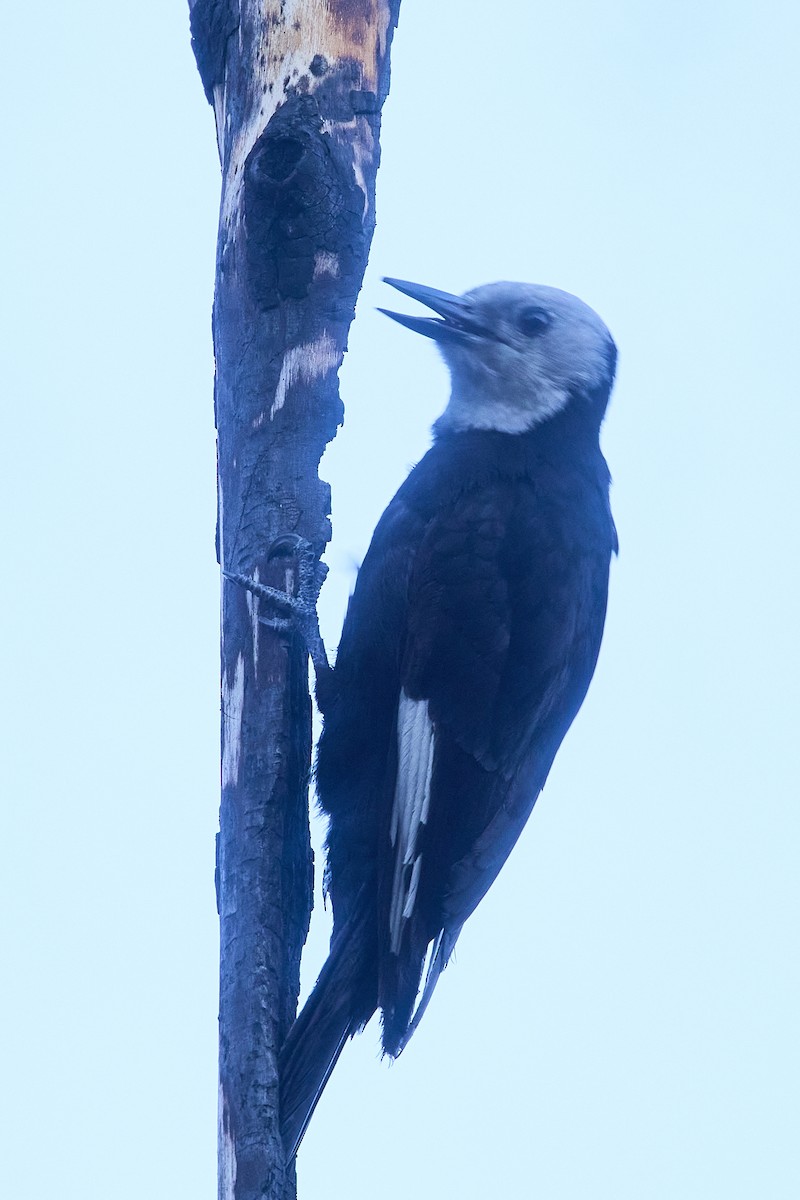 White-headed Woodpecker - ML602235041