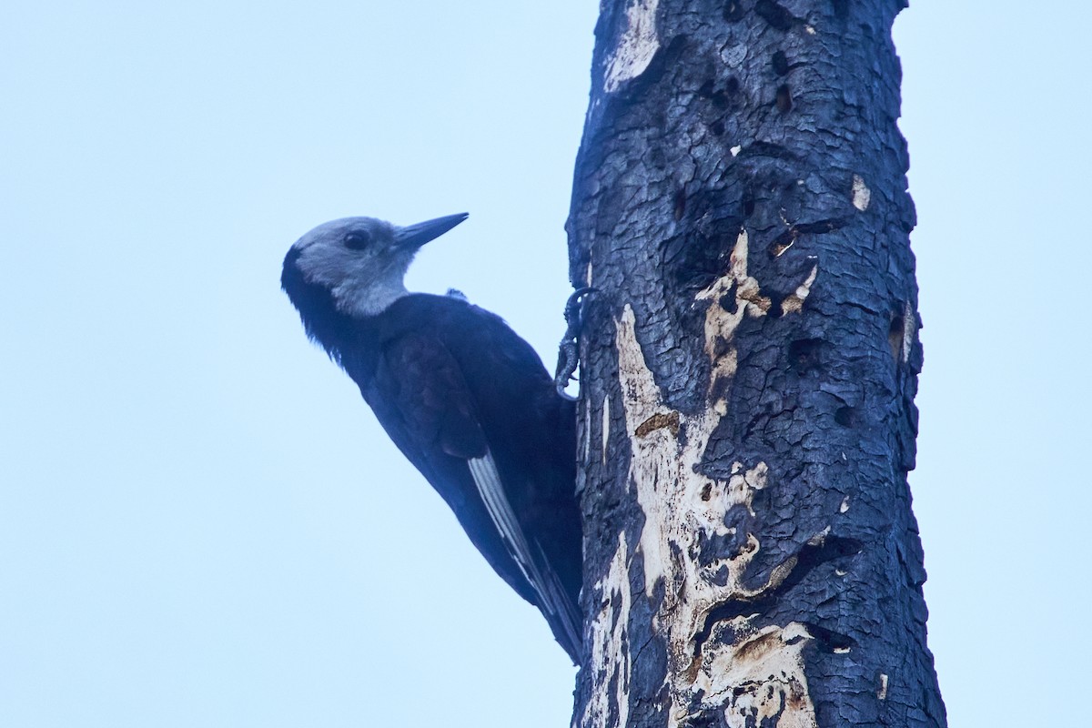 White-headed Woodpecker - ML602235051