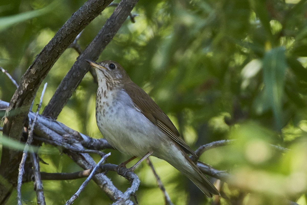 Veery - Mark Stackhouse