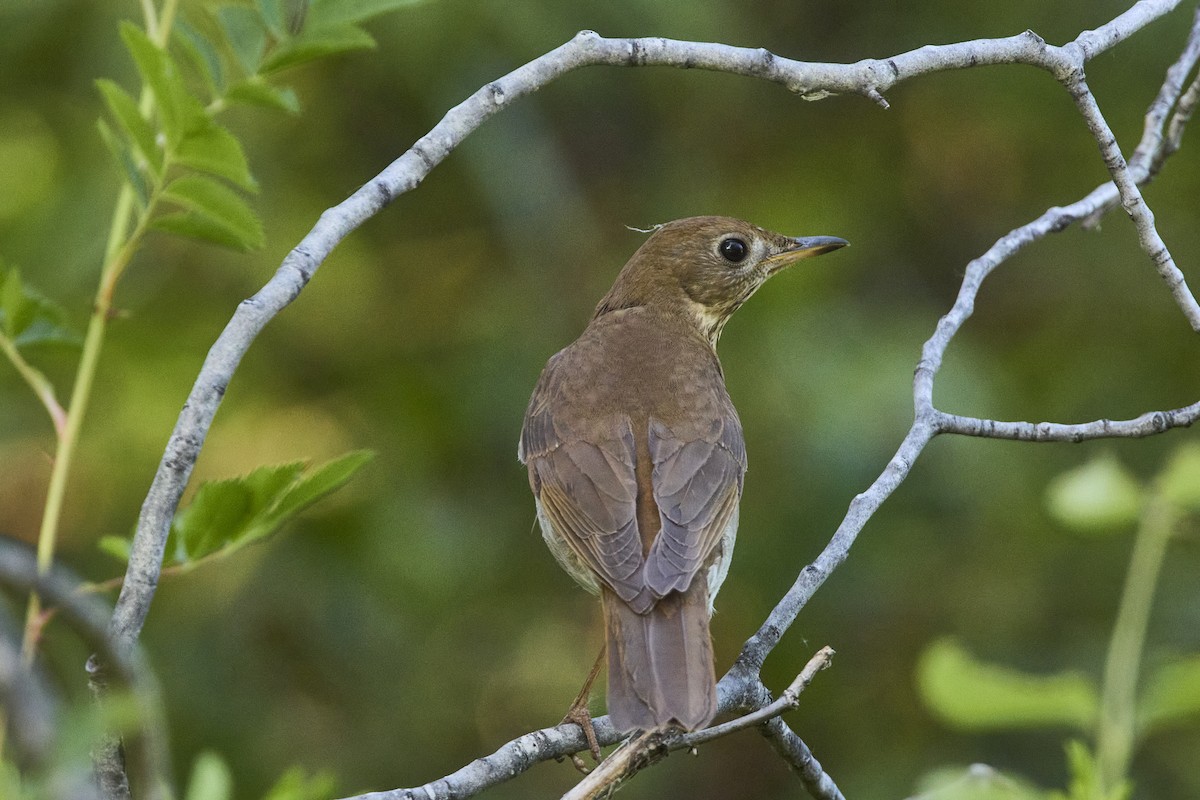 Veery - Mark Stackhouse