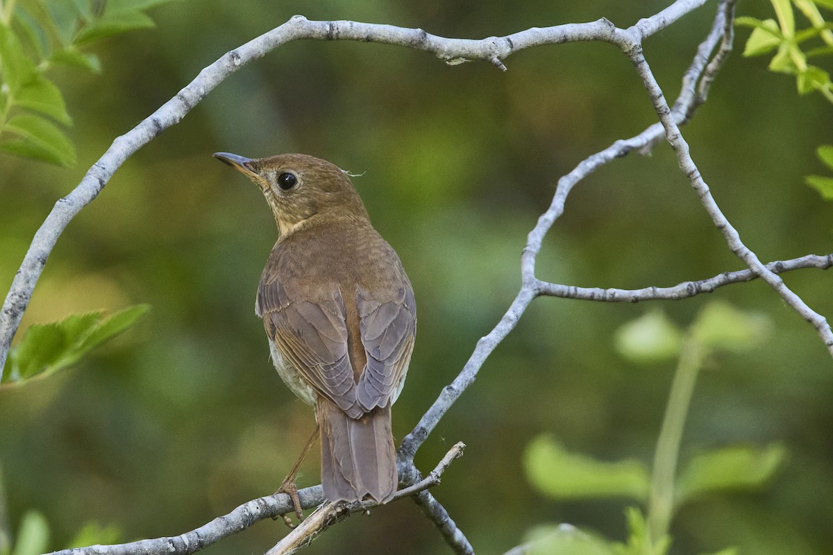 Veery - ML602235371