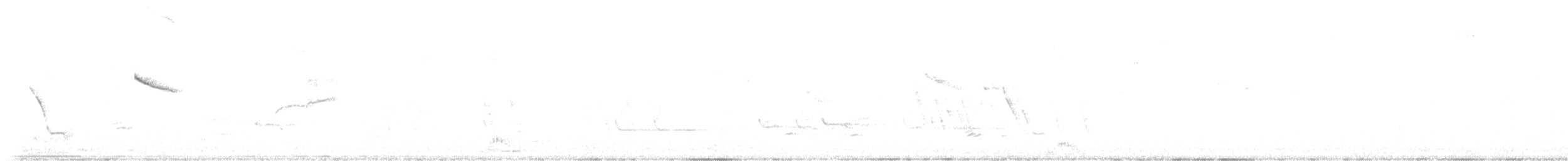holoubek skřehotavý - ML602235541