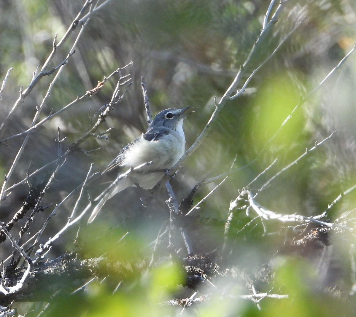 Plumbeous Vireo - ML602235911