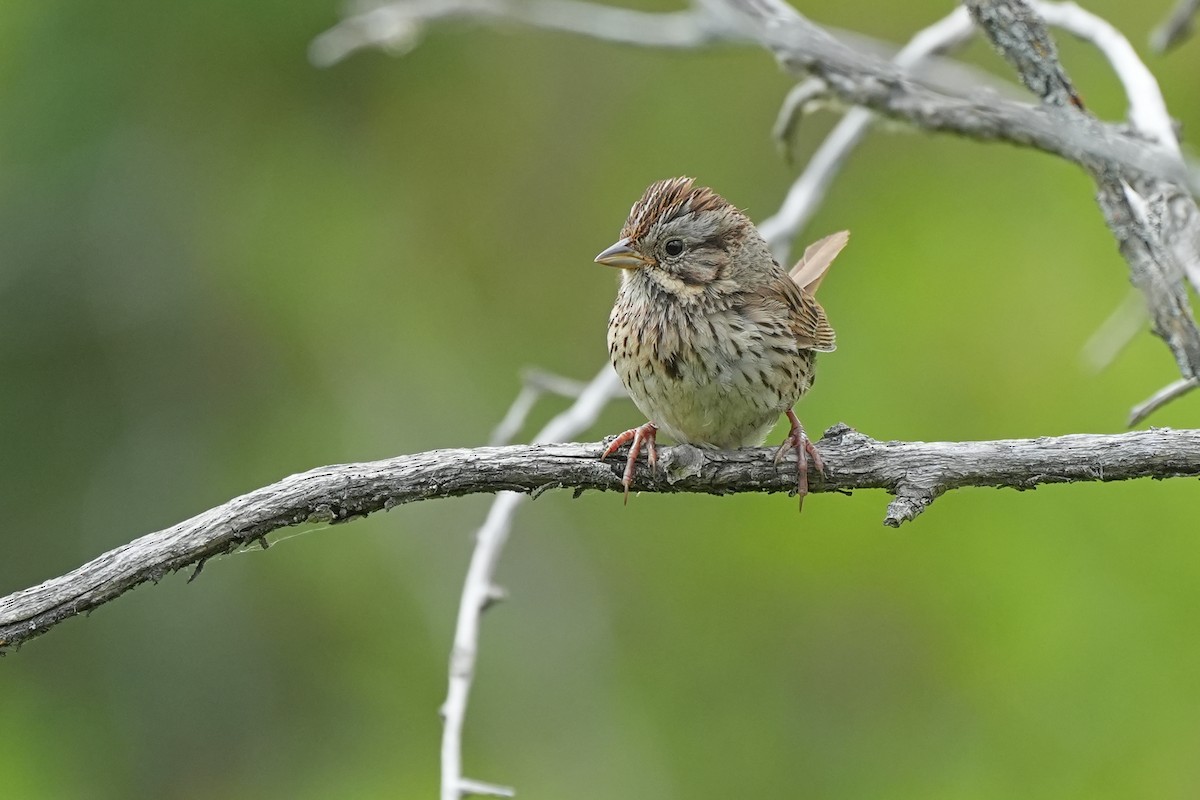 Lincoln's Sparrow - Nancy Elliot