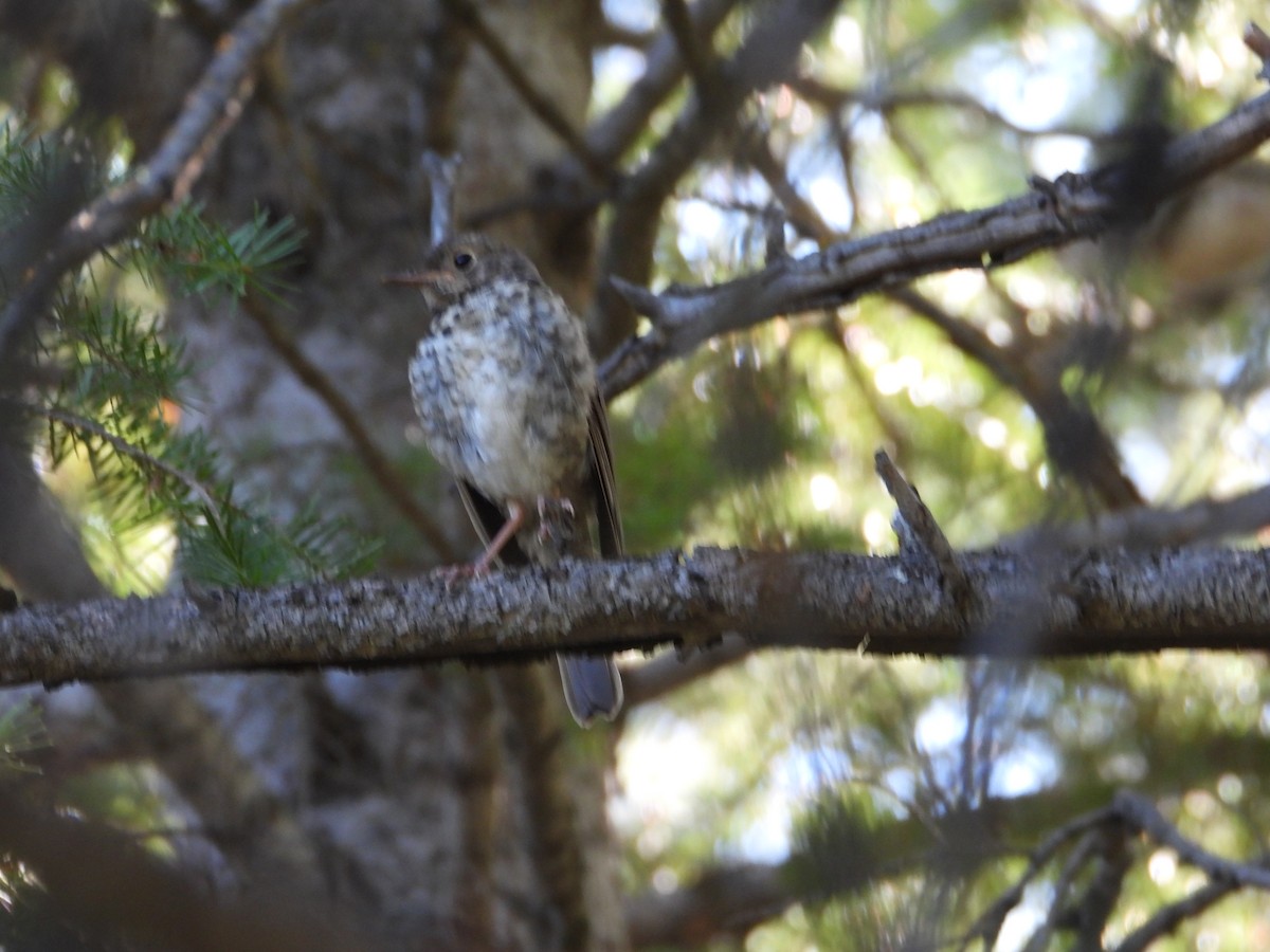 Hermit Thrush - ML602236161