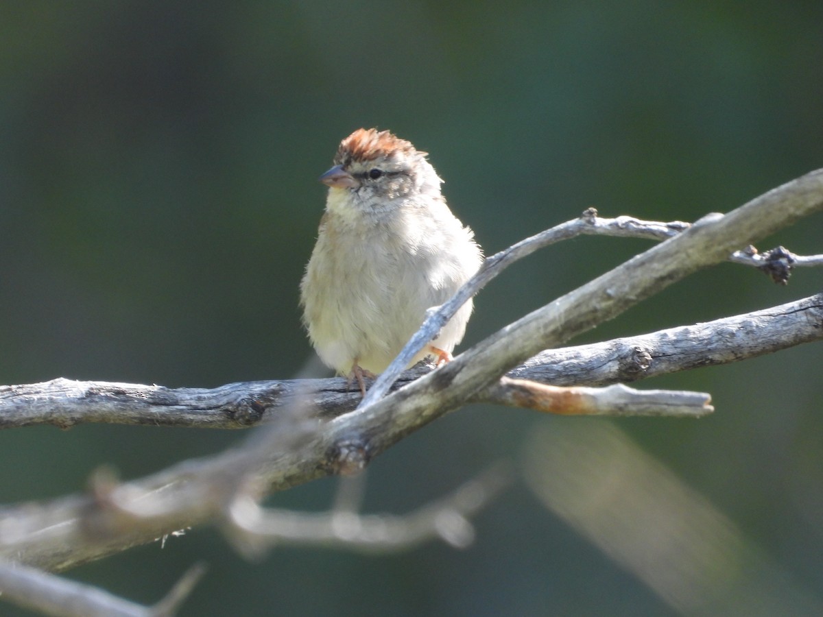 Chipping Sparrow - ML602236221
