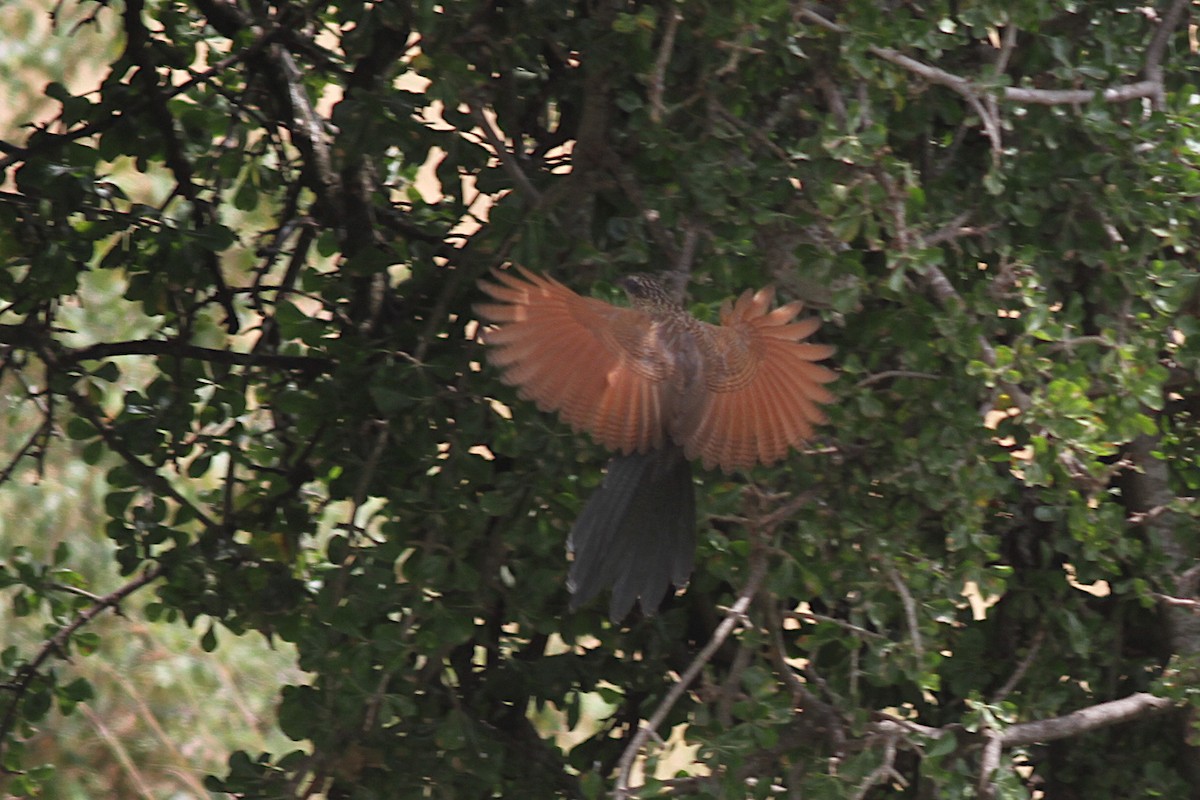 White-browed Coucal - ML602236261