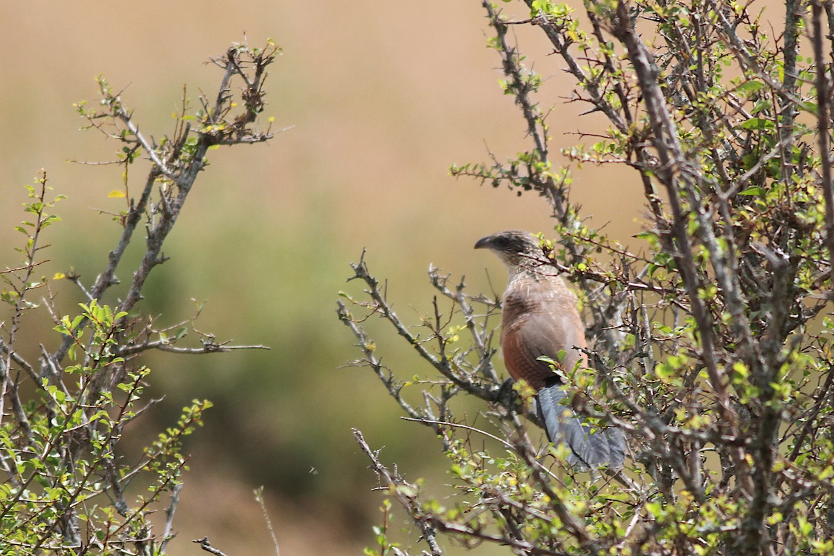 White-browed Coucal - ML602236271