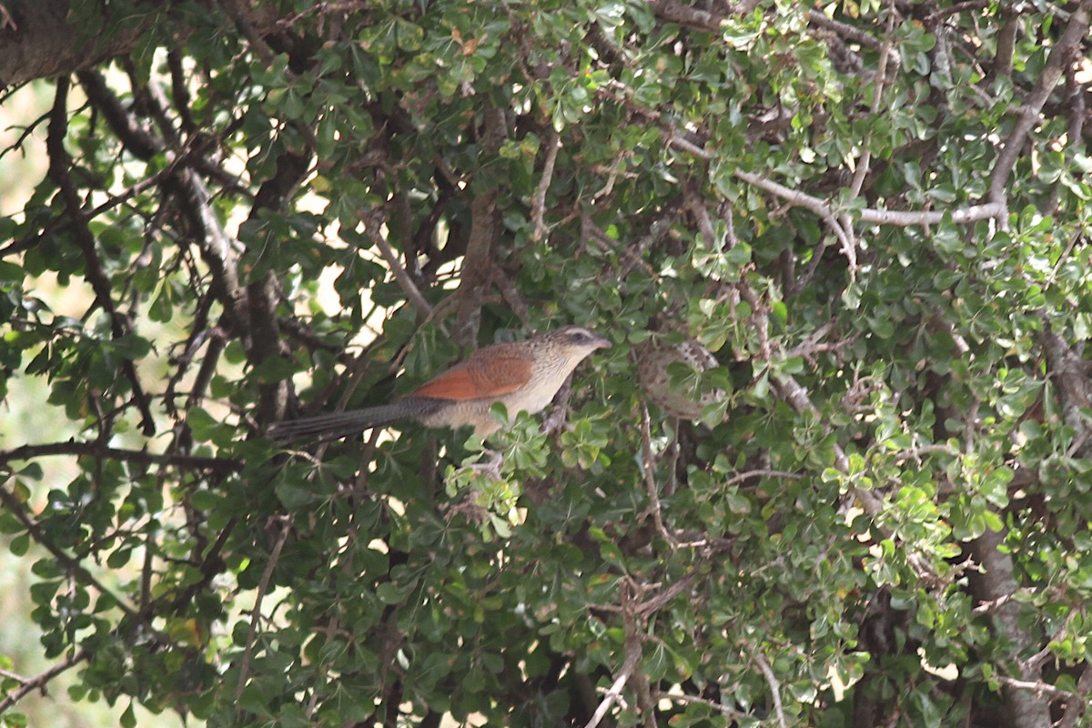 White-browed Coucal - ML602236281