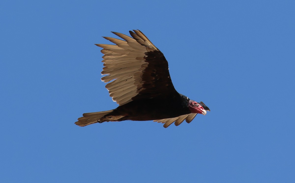 Turkey Vulture - ML602236581