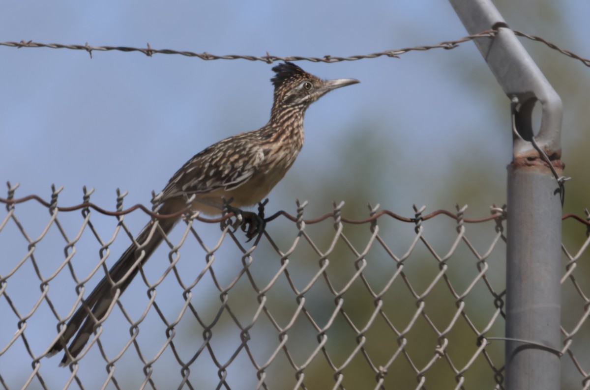 Greater Roadrunner - ML602236721