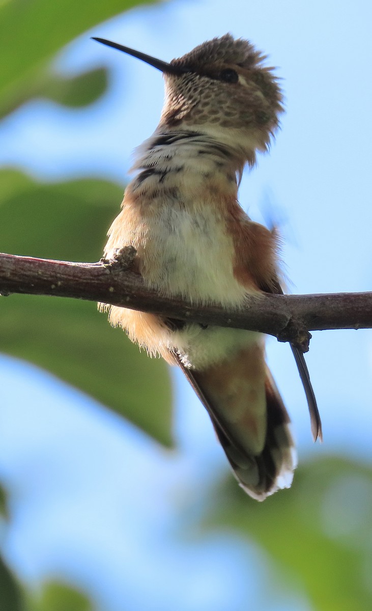 Rufous Hummingbird - ML602236781