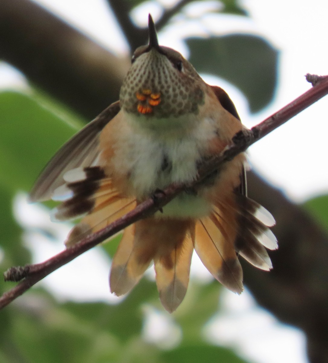 Rufous Hummingbird - ML602236791