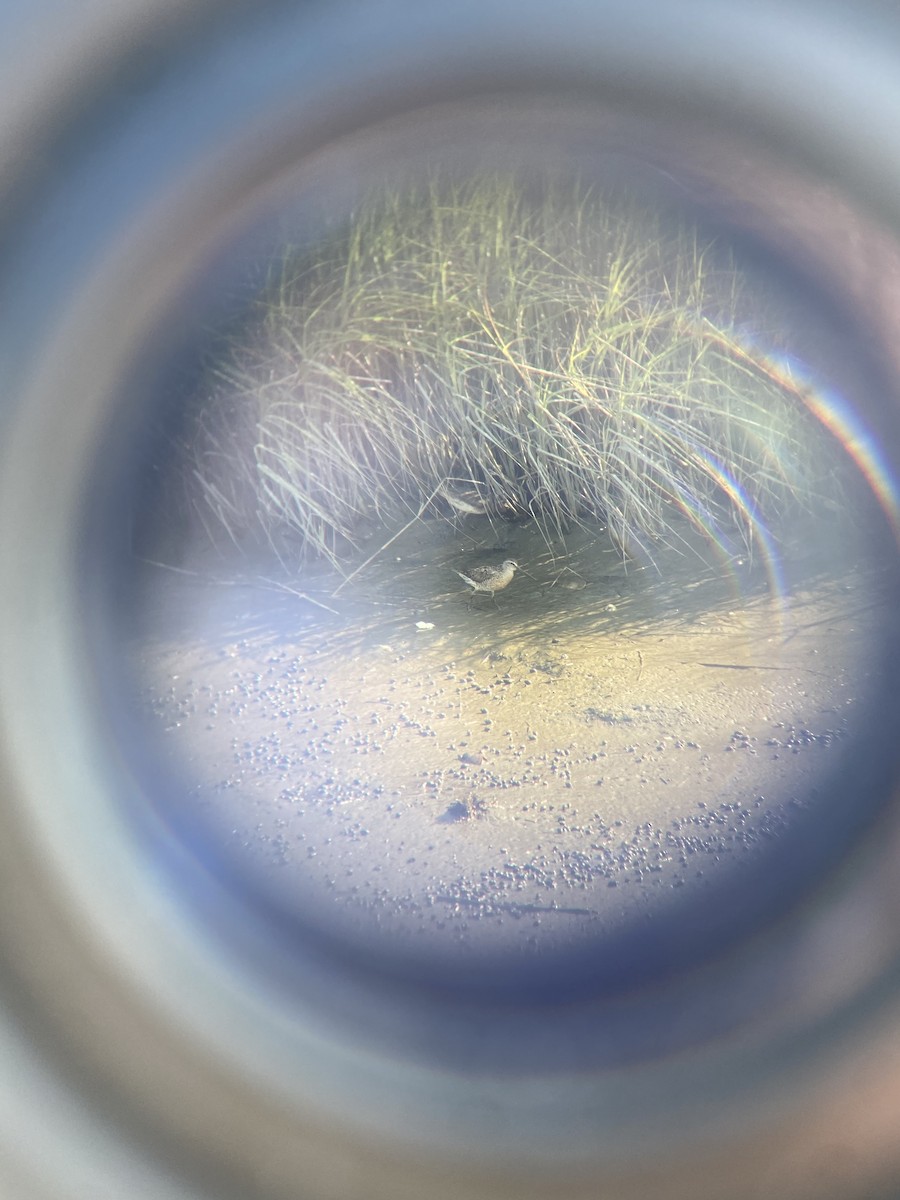 Short-billed Dowitcher - ML602236851