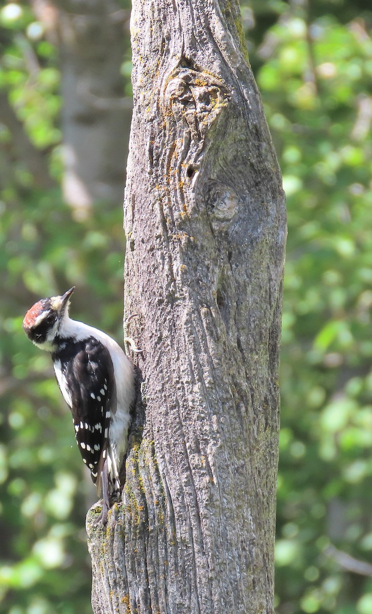 Downy Woodpecker - ML602236891