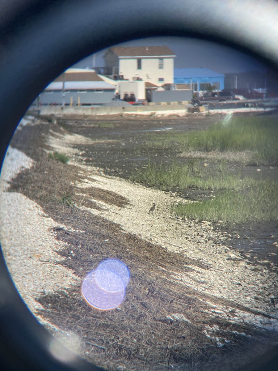 Clapper Rail - ML602236981