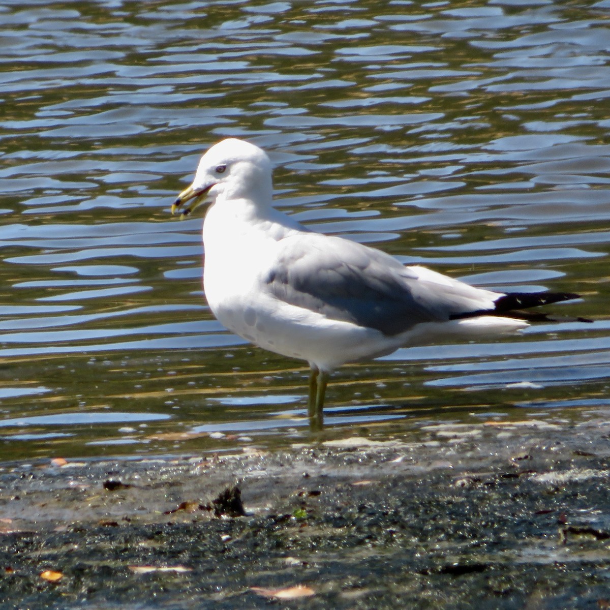 Ring-billed Gull - ML602237331