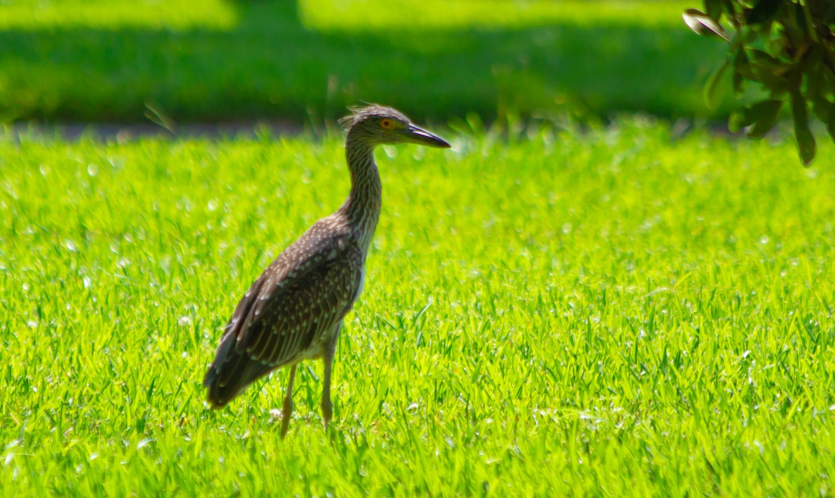 Yellow-crowned Night Heron - ML602238041