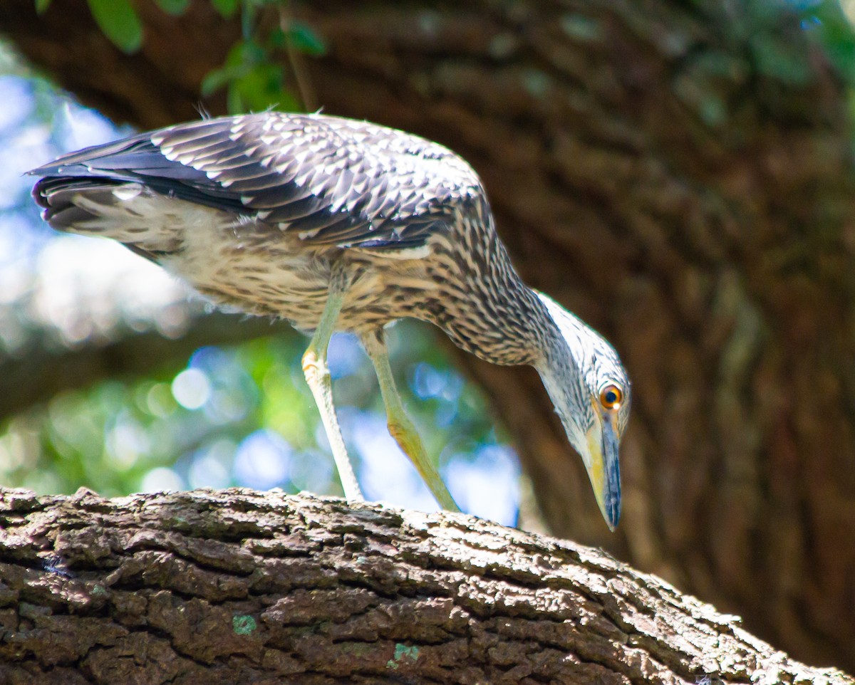 Yellow-crowned Night Heron - ML602238051