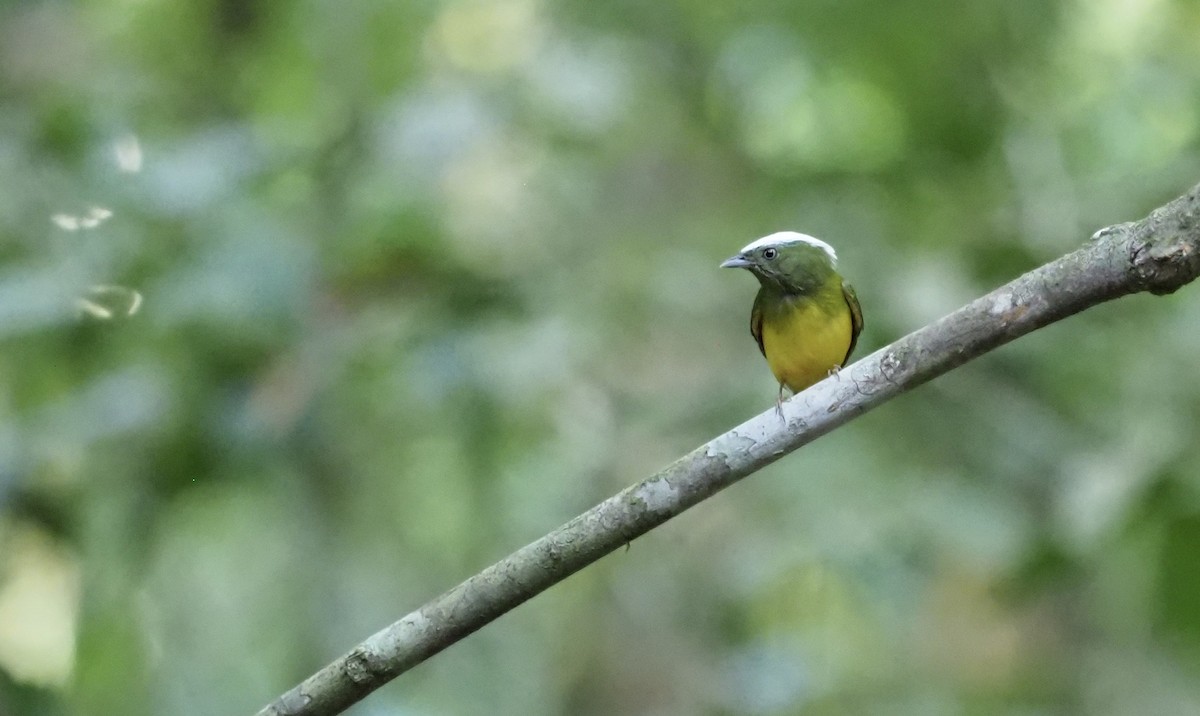 Snow-capped Manakin - ML602238531