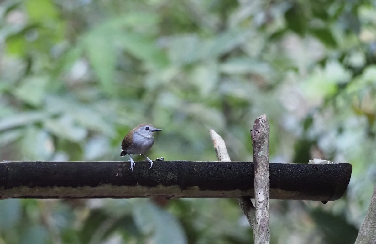 Xingu Scale-backed Antbird - Susan Blackford