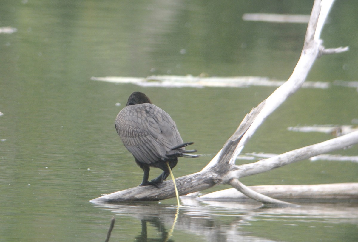 Neotropic Cormorant - ML602239141