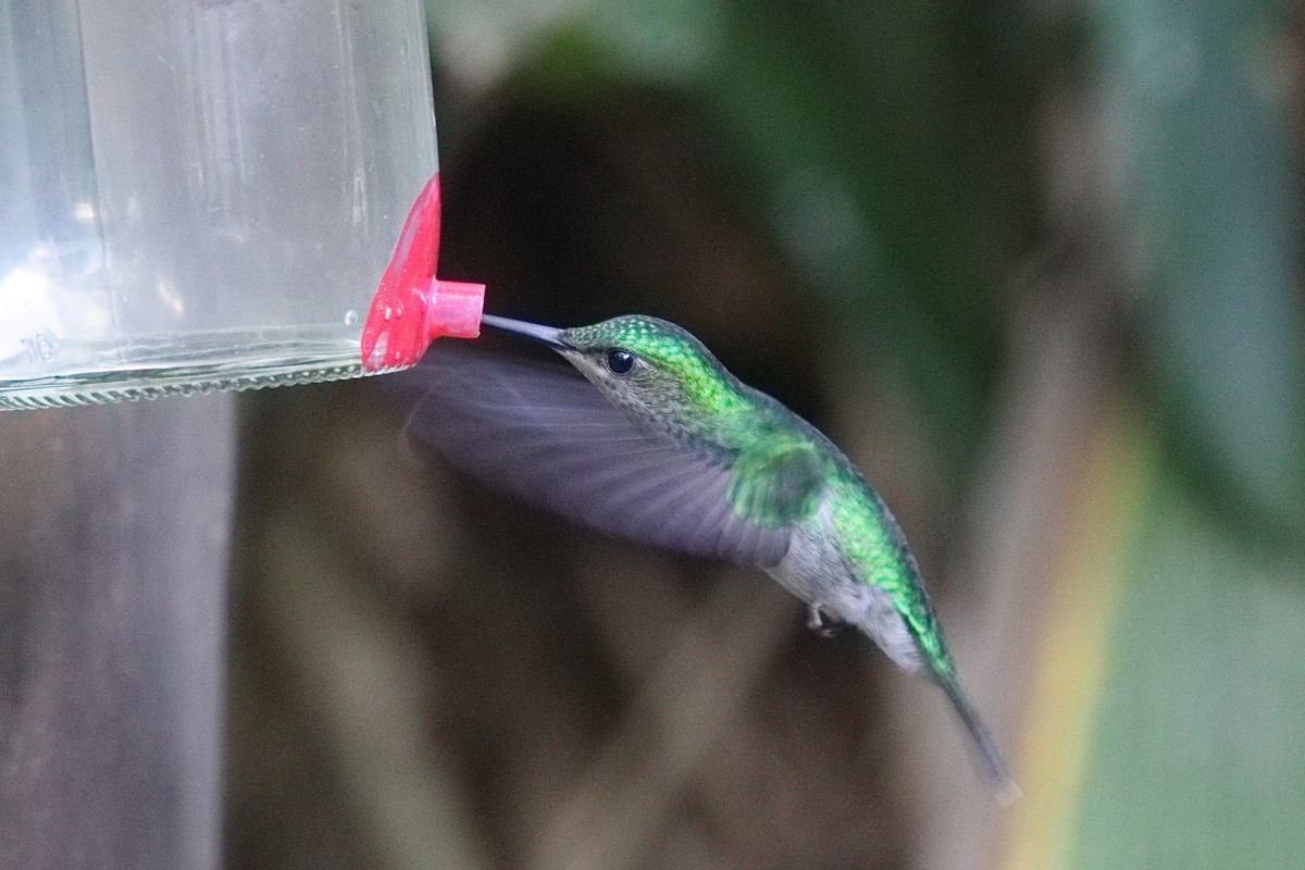 Violet-capped Woodnymph - ML602239361