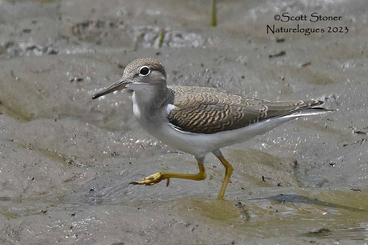 Spotted Sandpiper - ML602240771