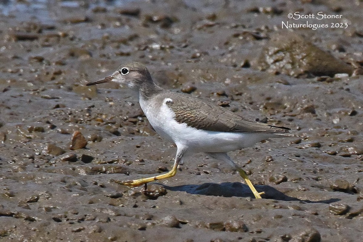 Spotted Sandpiper - ML602240781