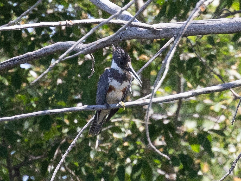 Belted Kingfisher - ML602240871