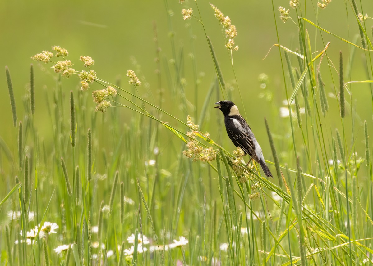 Bobolink - ML602240961