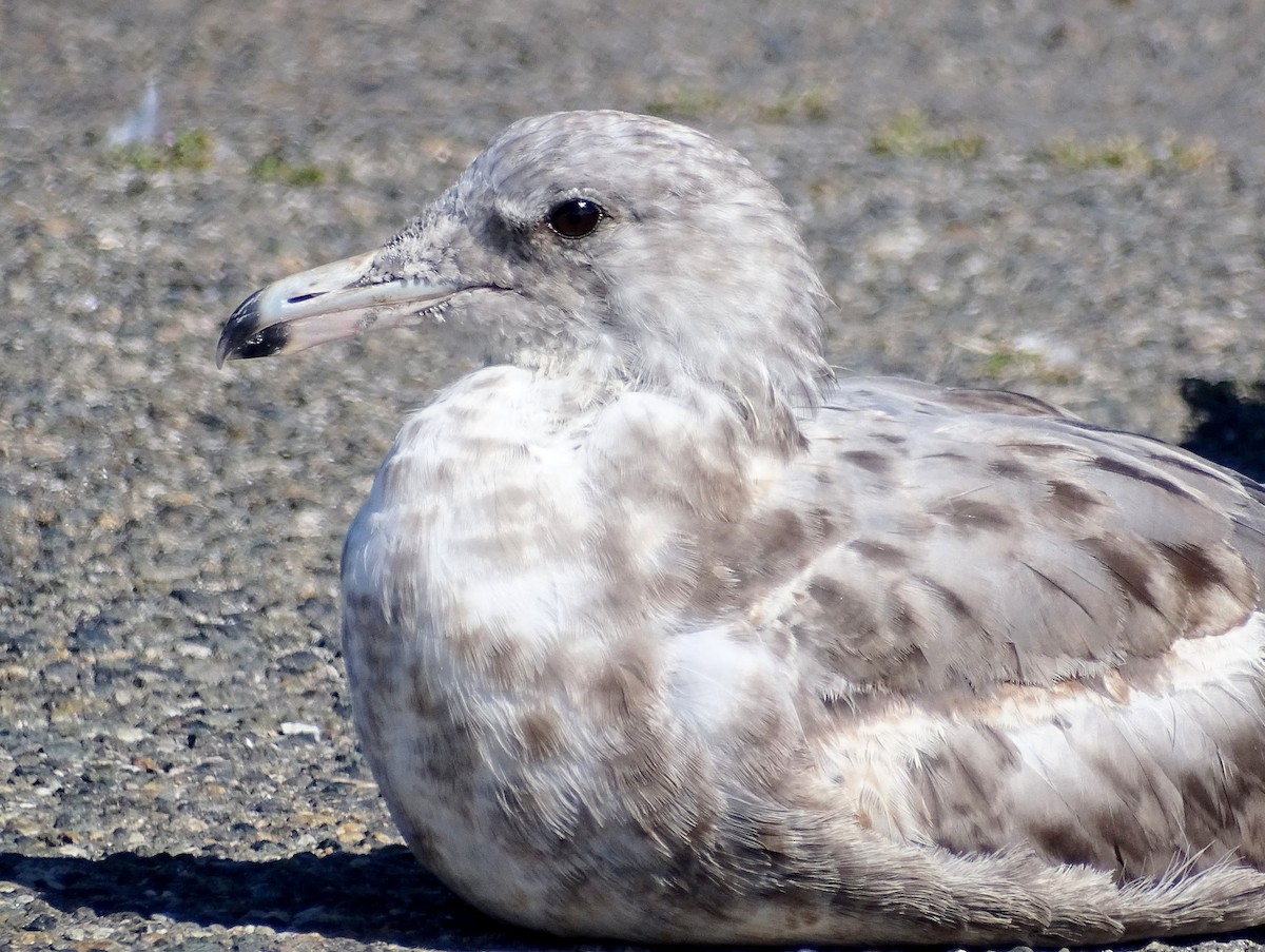 Gaviota Californiana - ML602241631