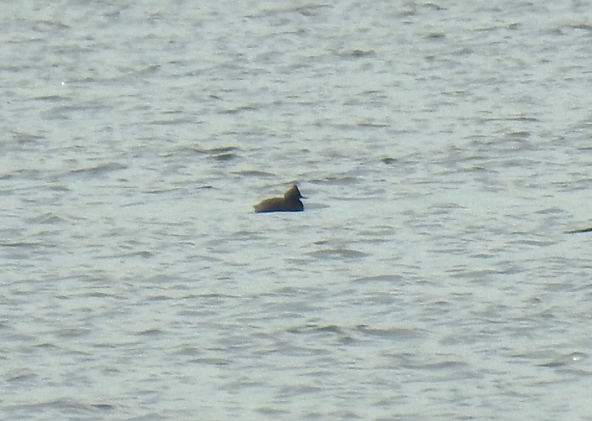 Eared Grebe - ML602244801