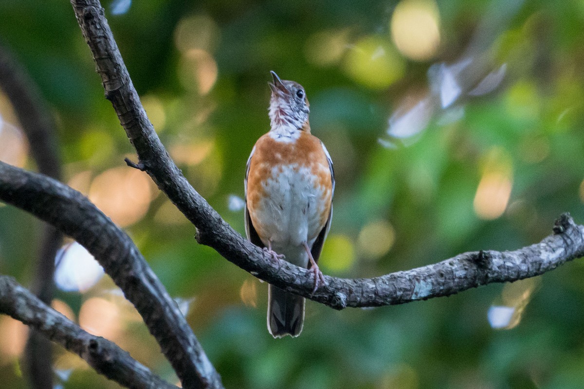 Orange-banded Thrush - ML602245441