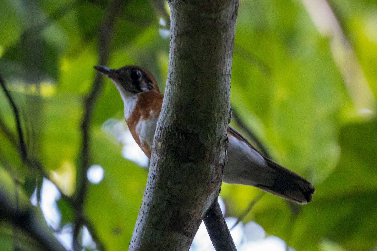 Orange-banded Thrush - ML602245451