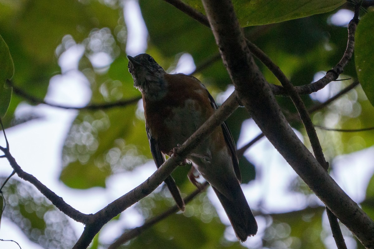 Orange-banded Thrush - Jafet Potenzo Lopes