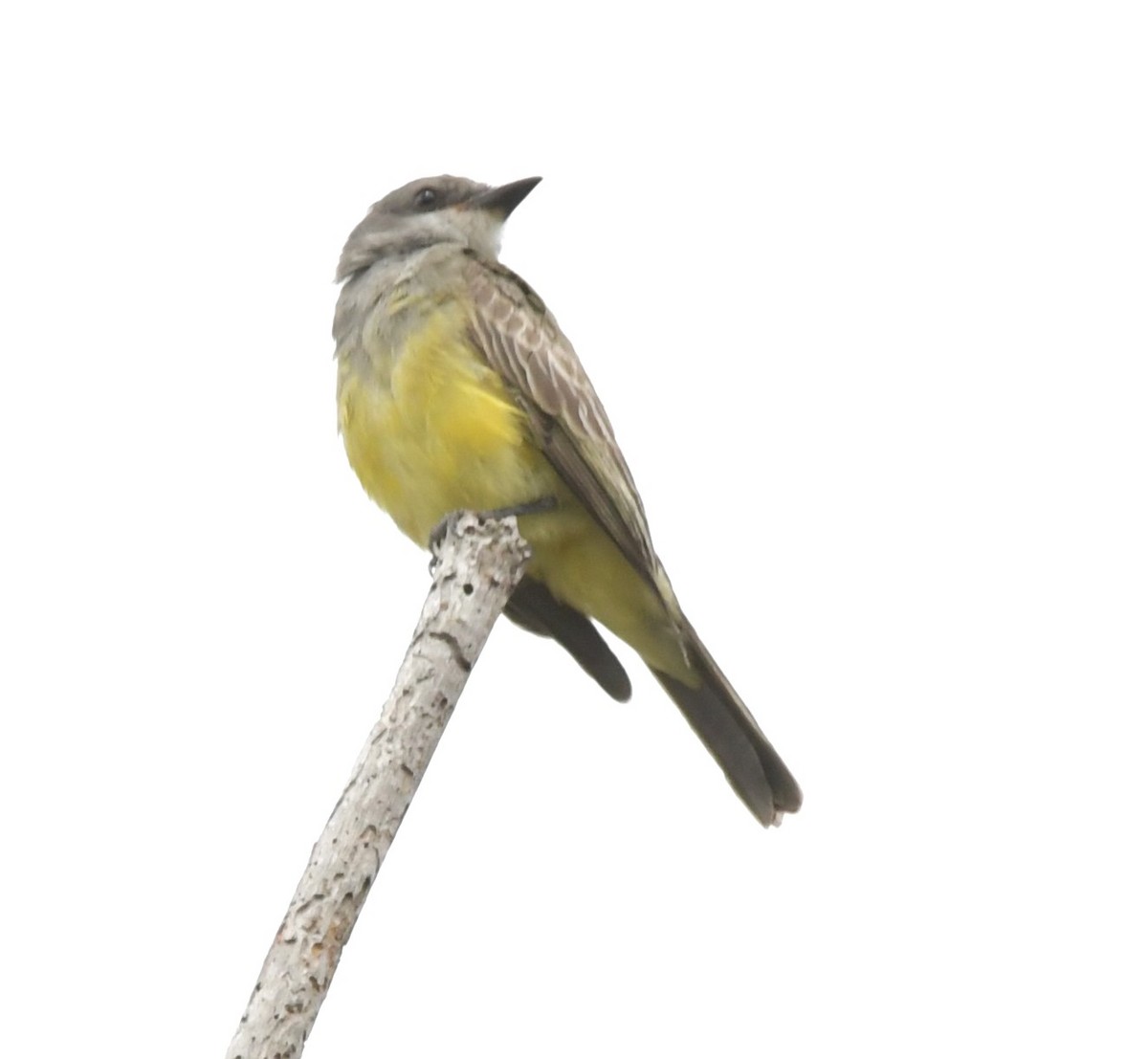 Cassin's Kingbird - ML602246521