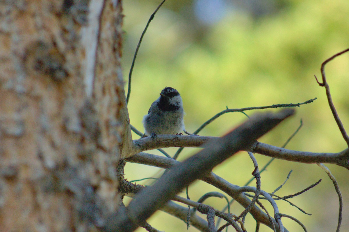 Mountain Chickadee - ML602247271